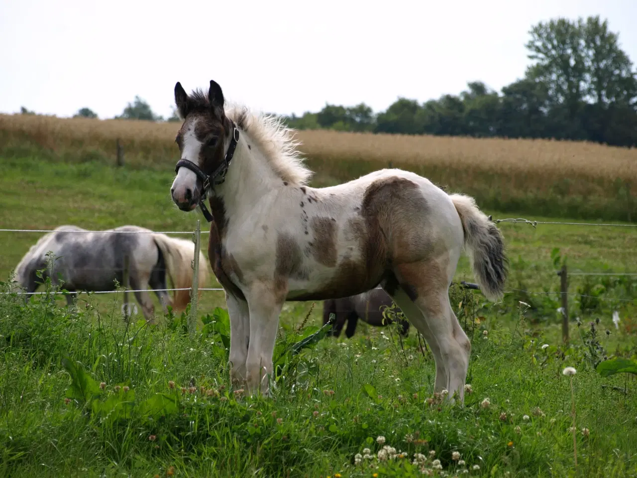 Billede 6 - Mild Tinker hoppe føl 