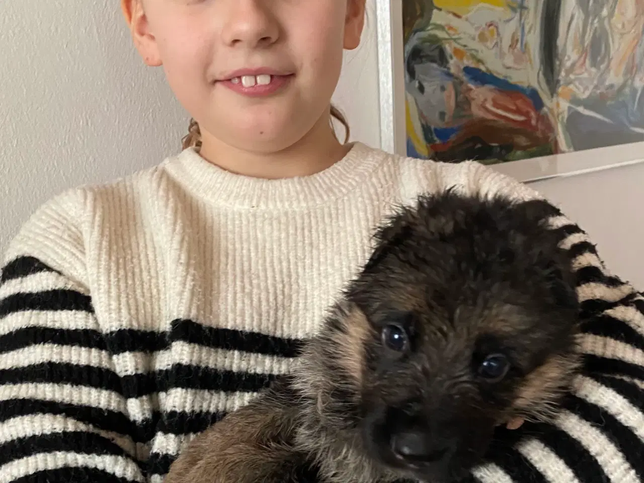 Billede 5 - Schæfer hvalpe med DKK stamtavle 