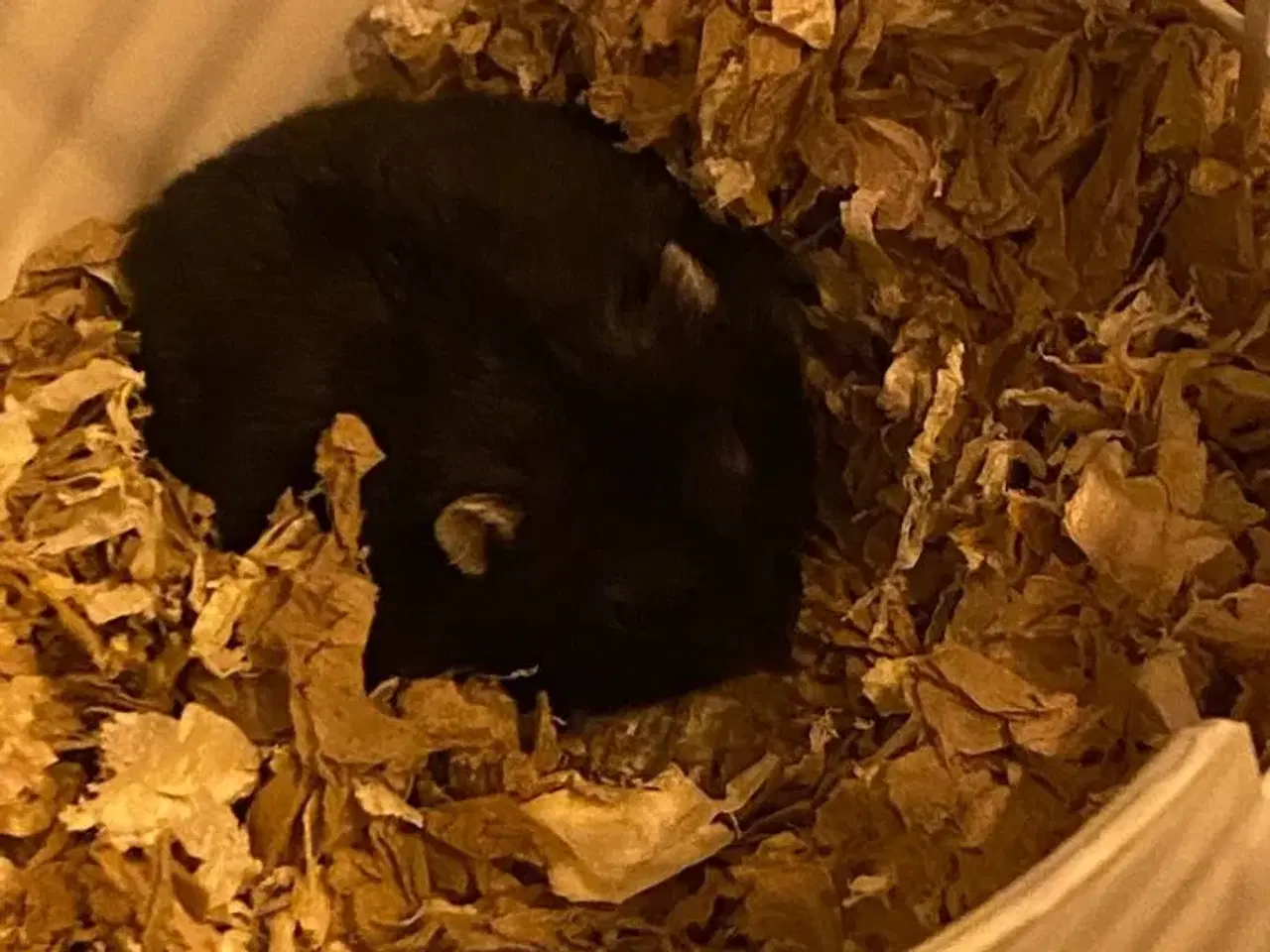 Billede 3 - Hamster med bur sælges
