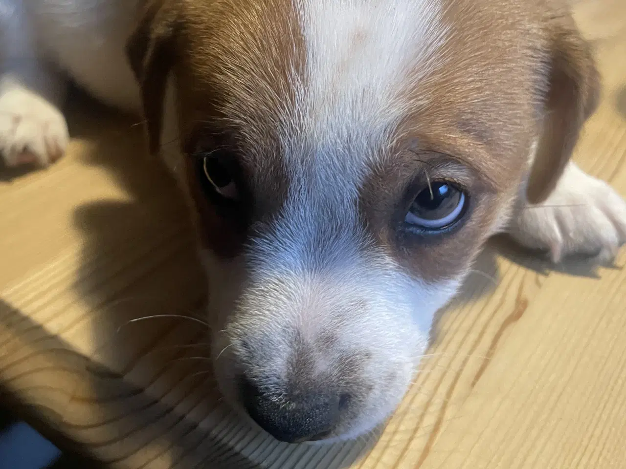 Billede 4 - Jack Russell Hvalpe - Glathåret - DKK stamtavle