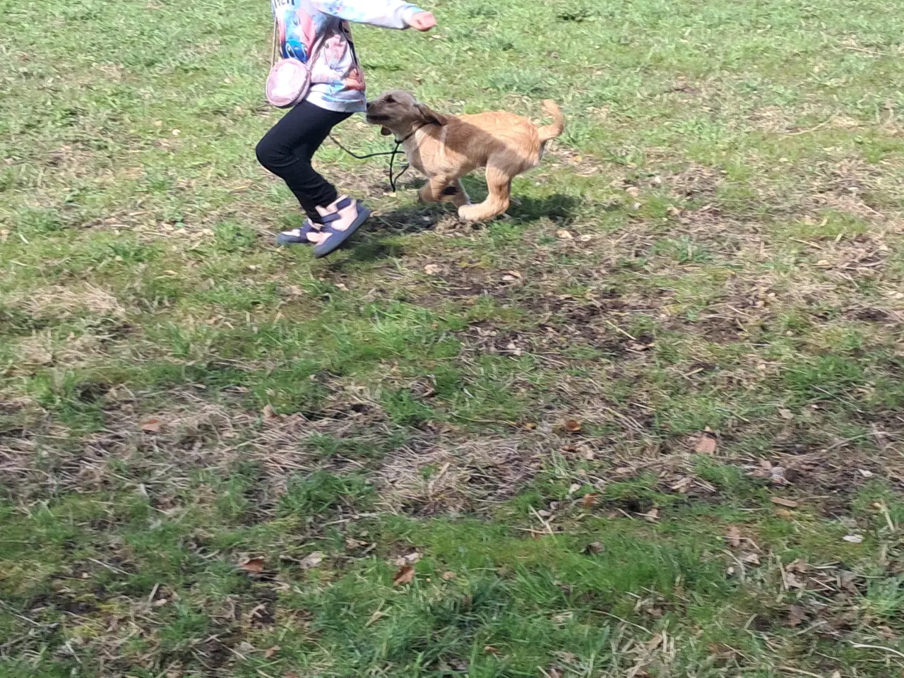 Billede 5 - De sødeste skønneste blandingshvalpe