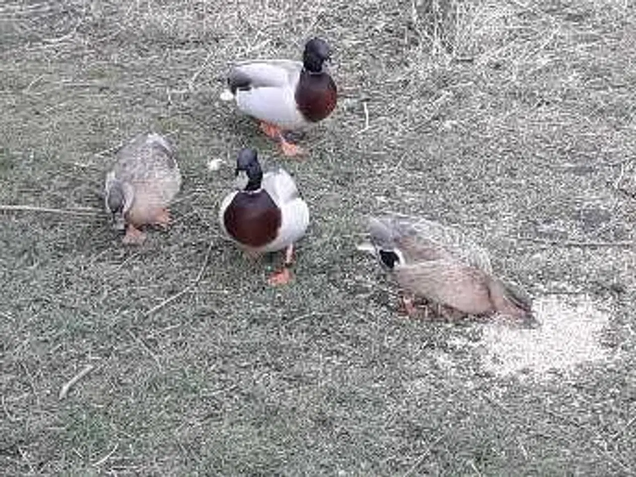 Billede 6 - Blå gule Mignon ænder