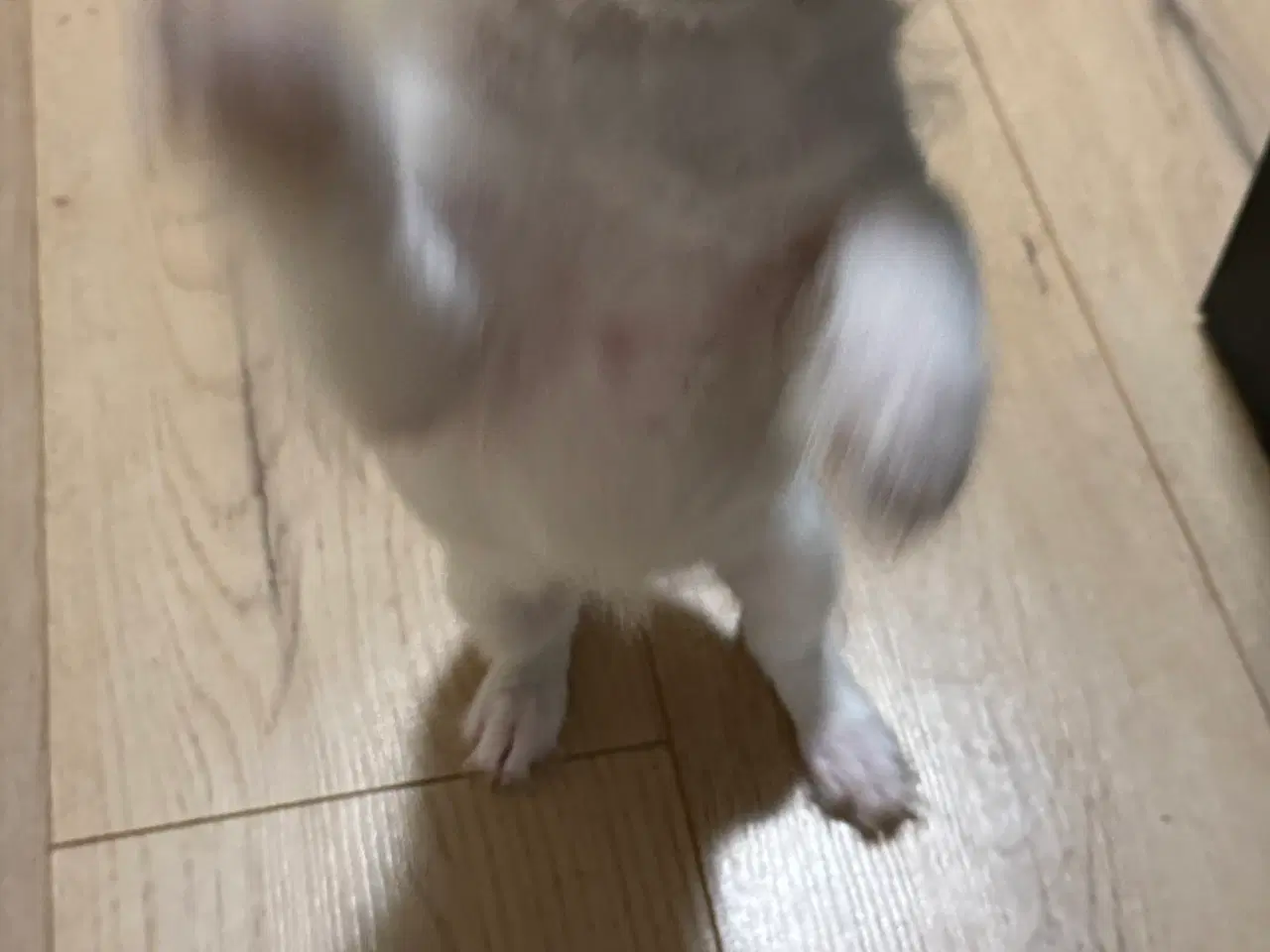 Billede 8 - Hvalp søger ny hjem