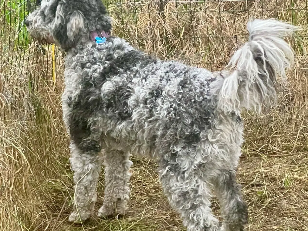 Billede 8 - Lagotto / Spansk Vandhund / Cocker