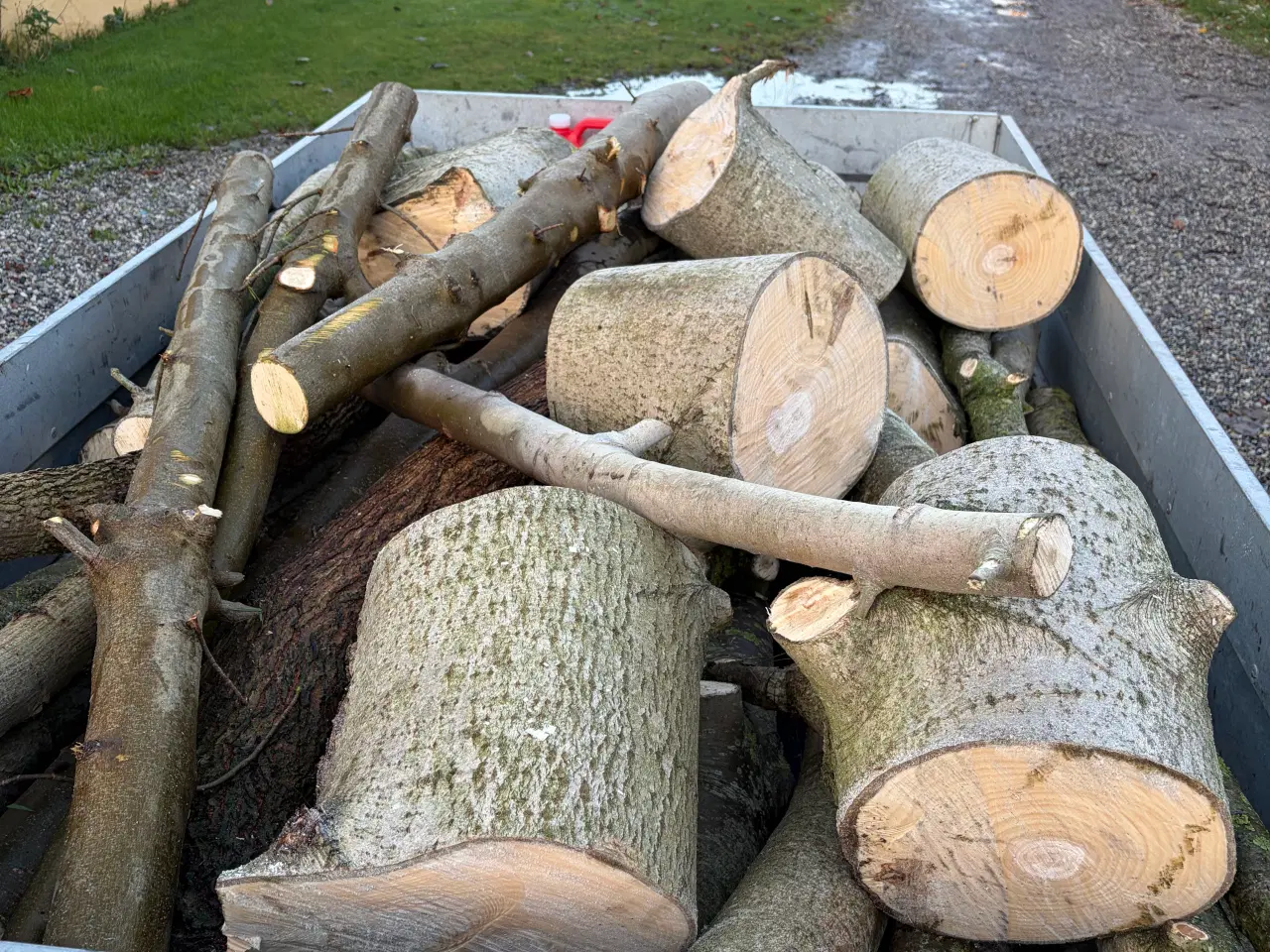 Billede 2 - Nyfældet løvtræ