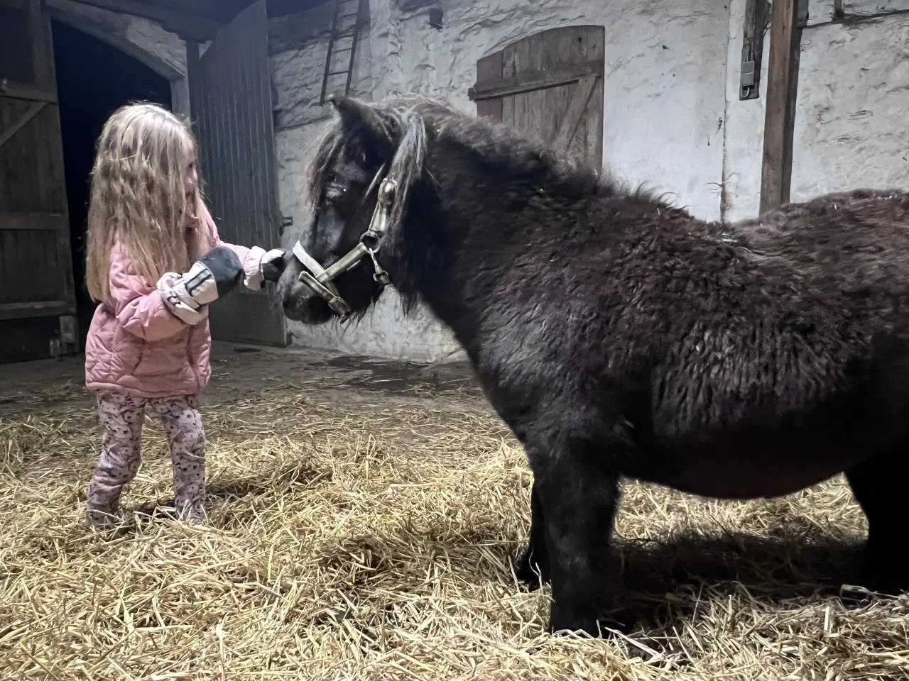 Billede 10 - Hingste føl