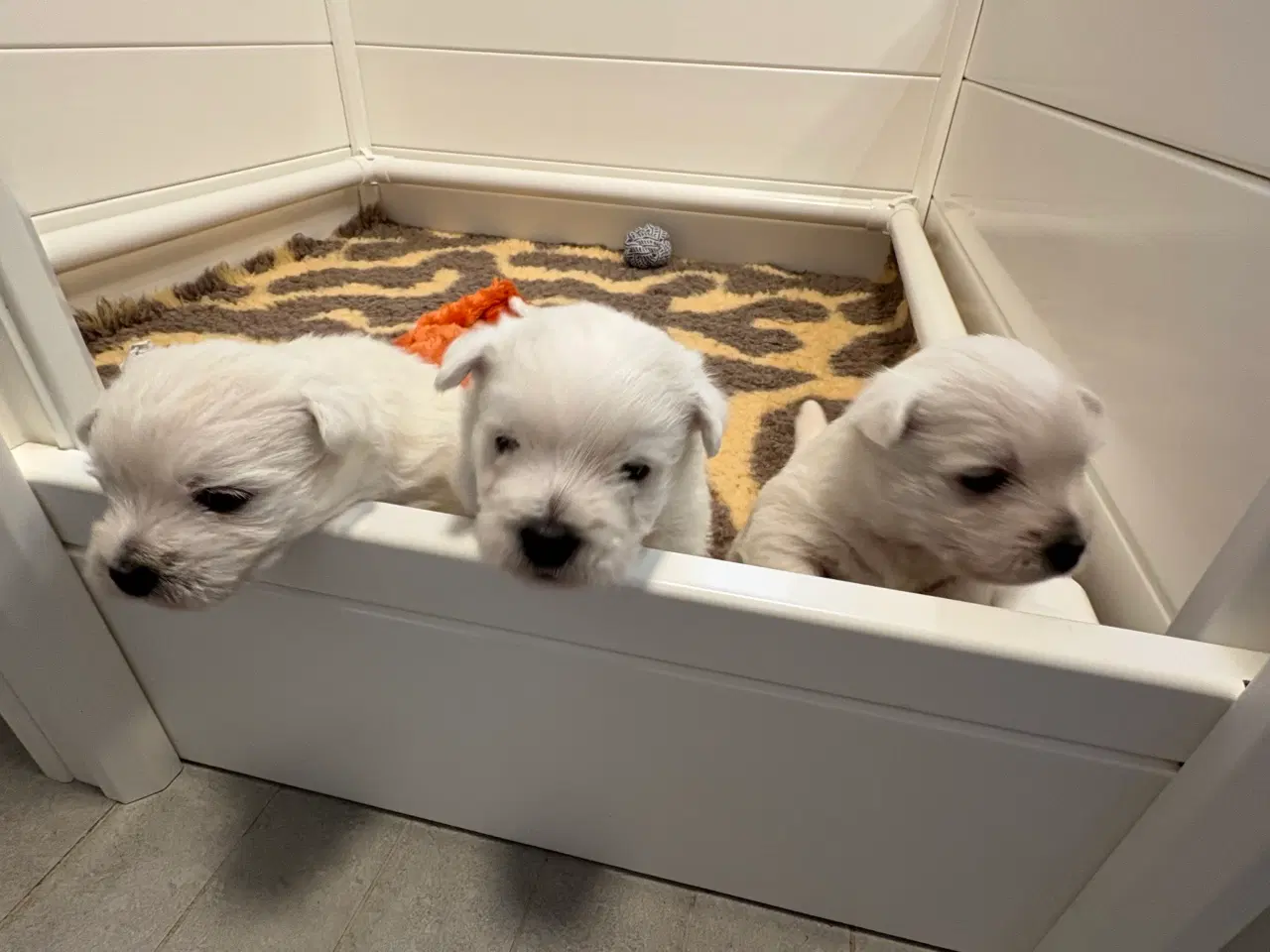 Billede 1 - West Highland White Terrier hvalpe til salg
