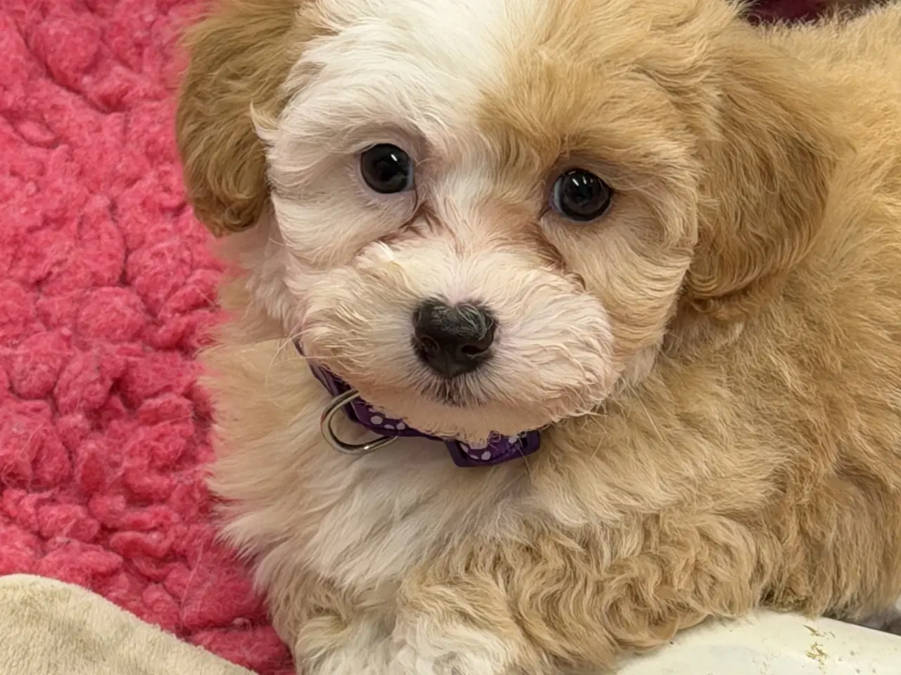 Billede 5 - Maltipoo piger rejseklar 