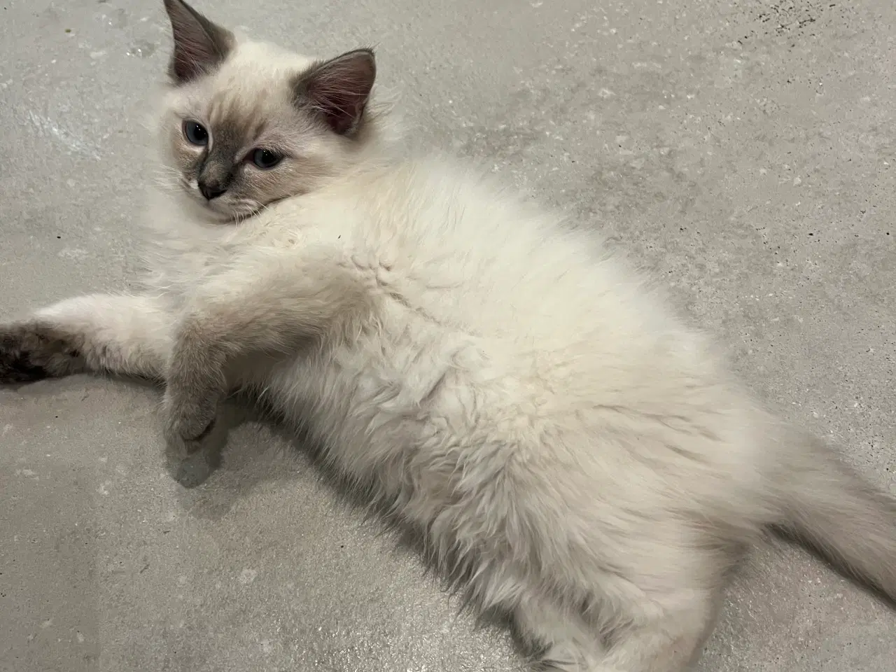 Billede 3 - Bedårende ragdolls killinger 