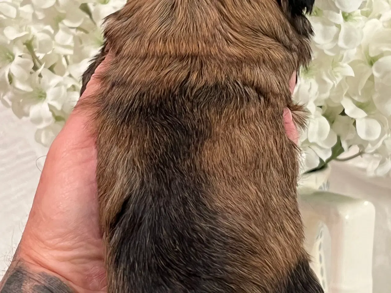 Billede 16 - 💕Skal Wilma være din 💕