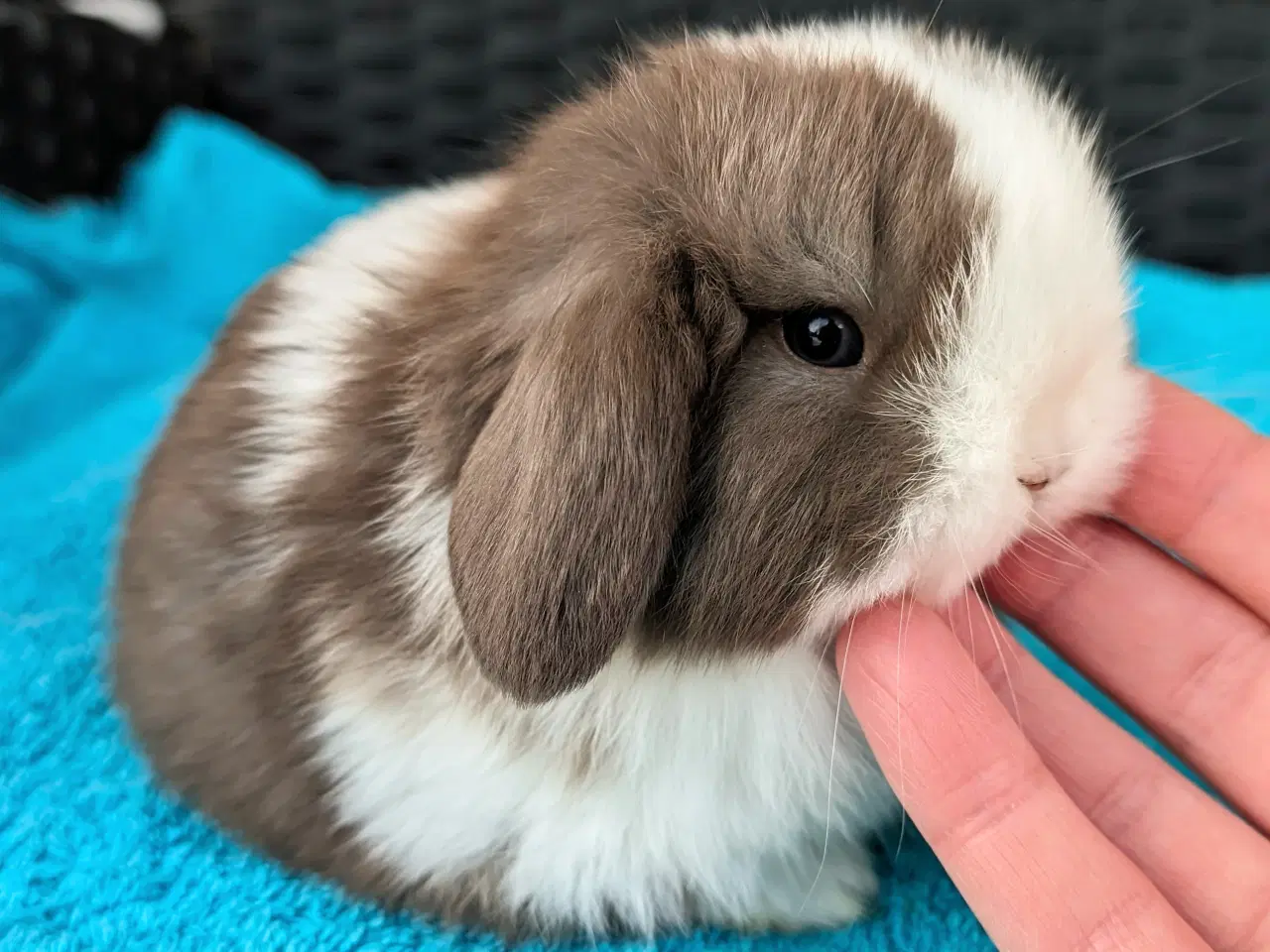 Billede 2 - Minilop kaninunge sælges