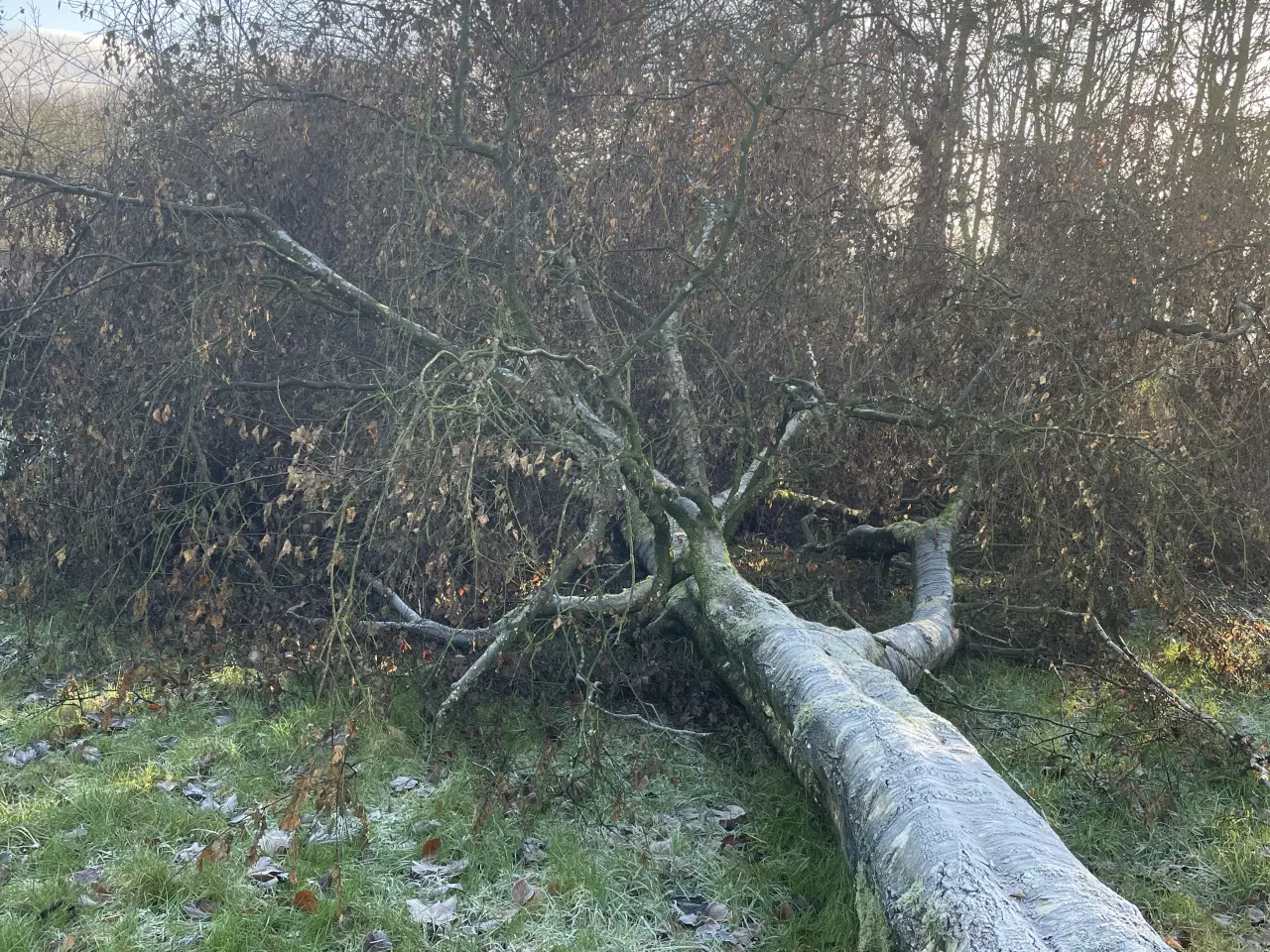 Billede 1 - Træ fældet