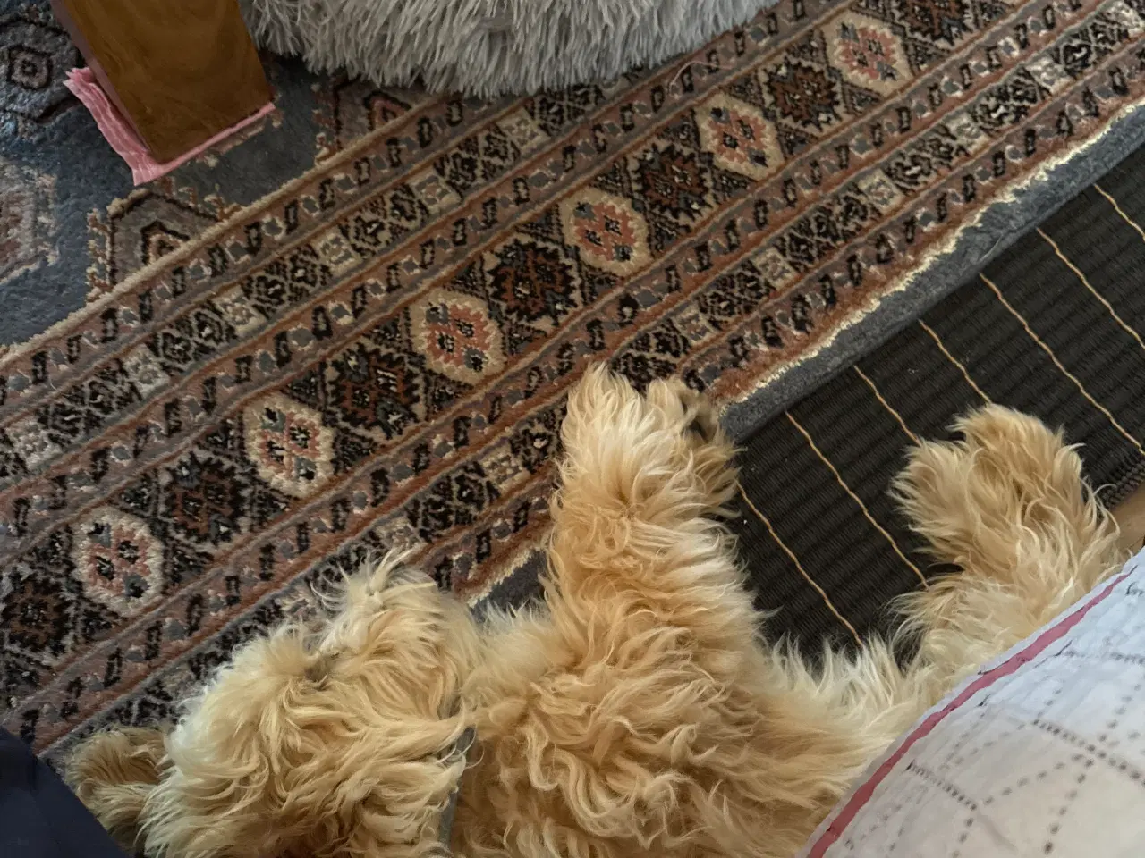 Billede 4 - Maltipoo 