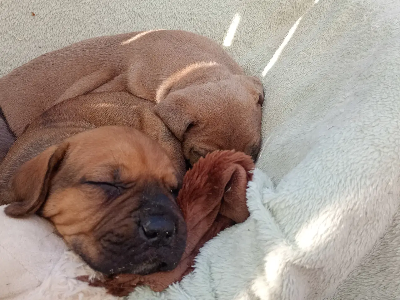 Billede 2 - Store kraftige Cane Corso x Rottweiler mix