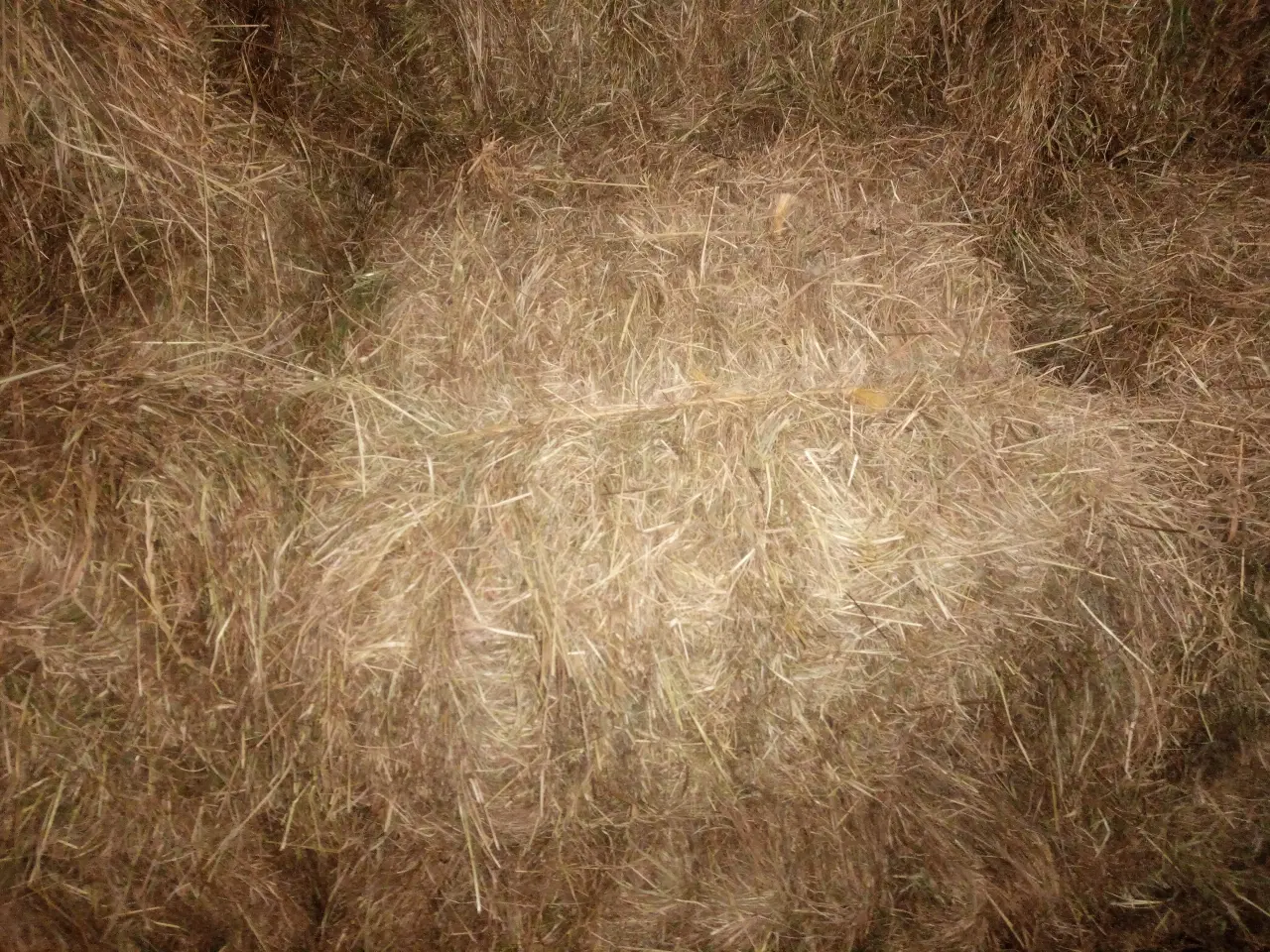 Billede 1 - Hø i morten koch baller