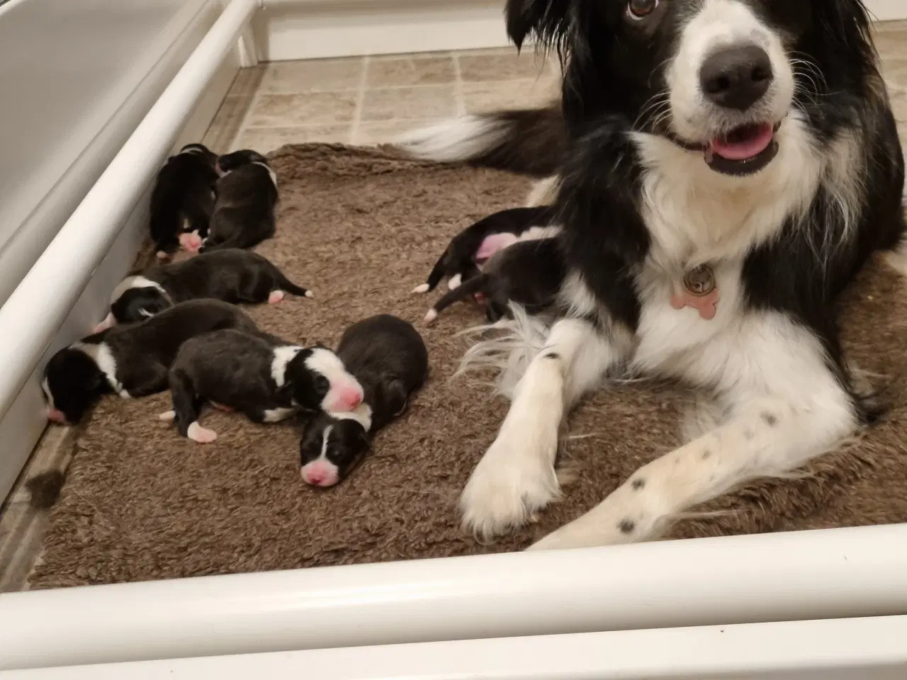 Billede 3 - Border collie med DKK stamtavle
