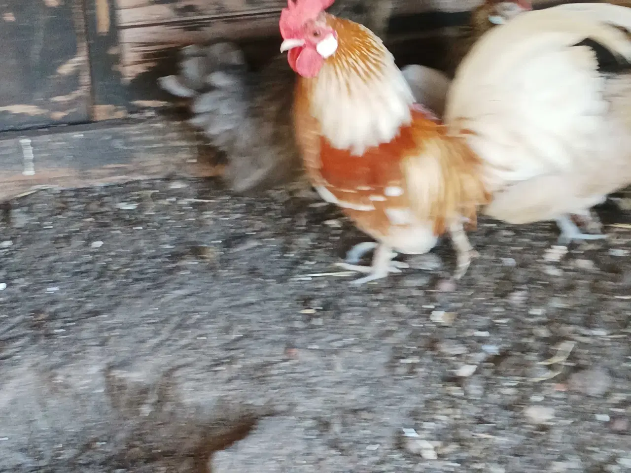 Billede 1 - Hollandske dværg høns og haner 
