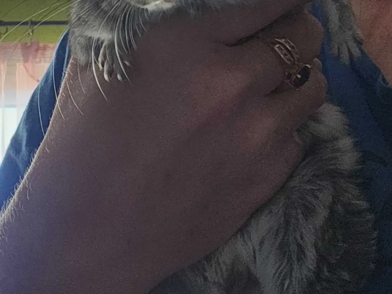 Billede 2 - To chinchilla-brødre søger et hjem