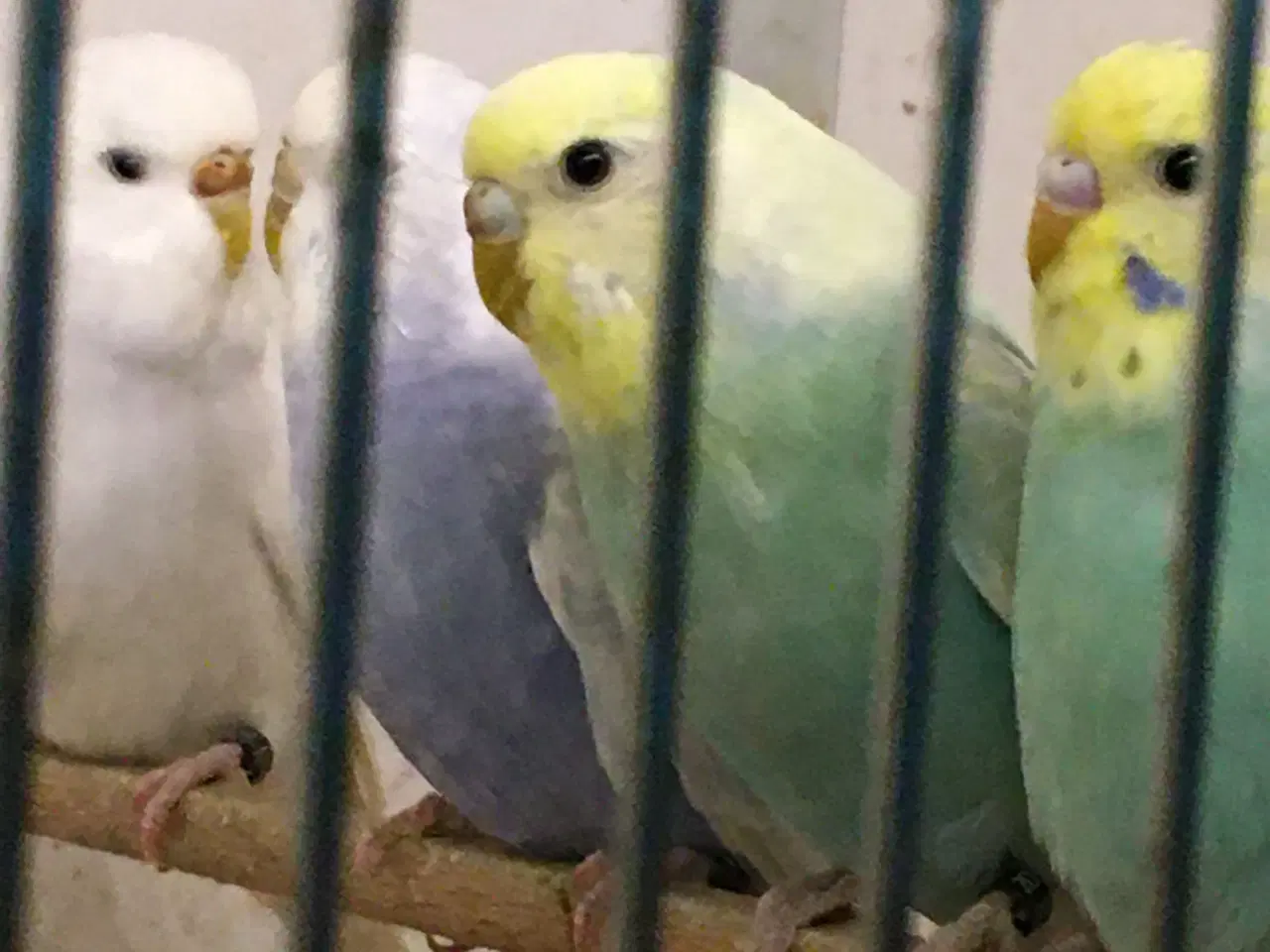 Billede 1 - Unger af undulater