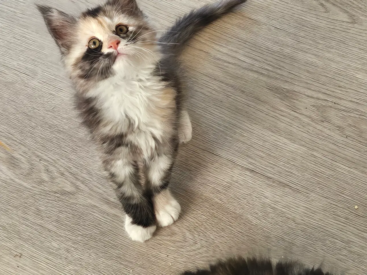 Billede 2 - Maine coon killing