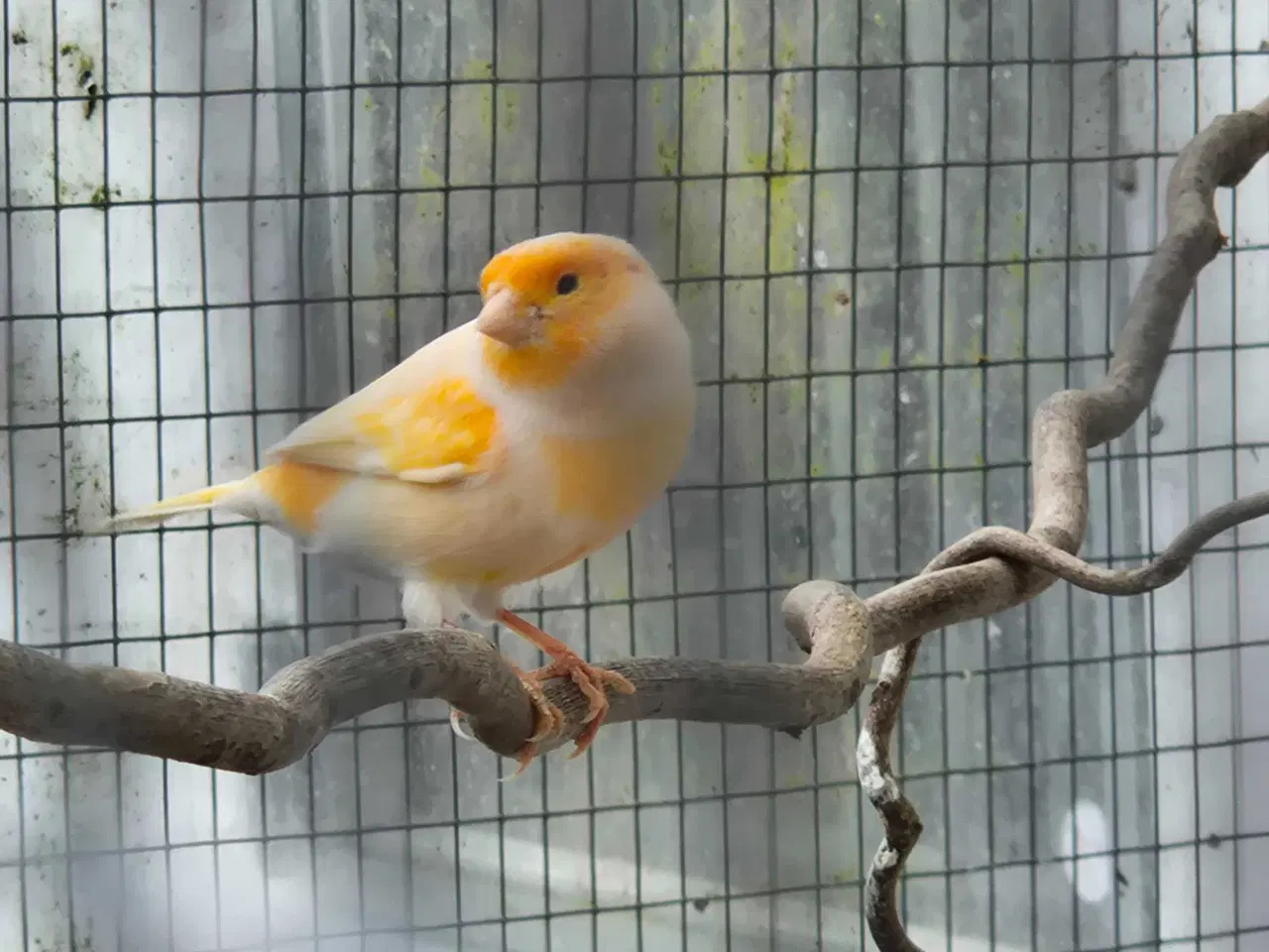 Billede 2 - Han kanariefugl