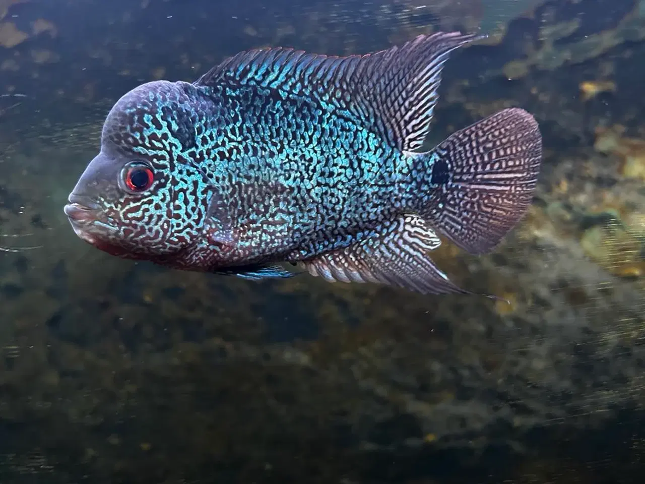 Billede 1 - Flowerhorn hun fisk