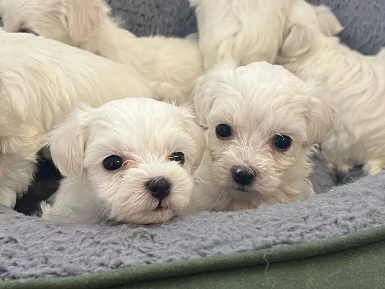 Billede 6 - malteser/Bichon Bolognese hvalpe