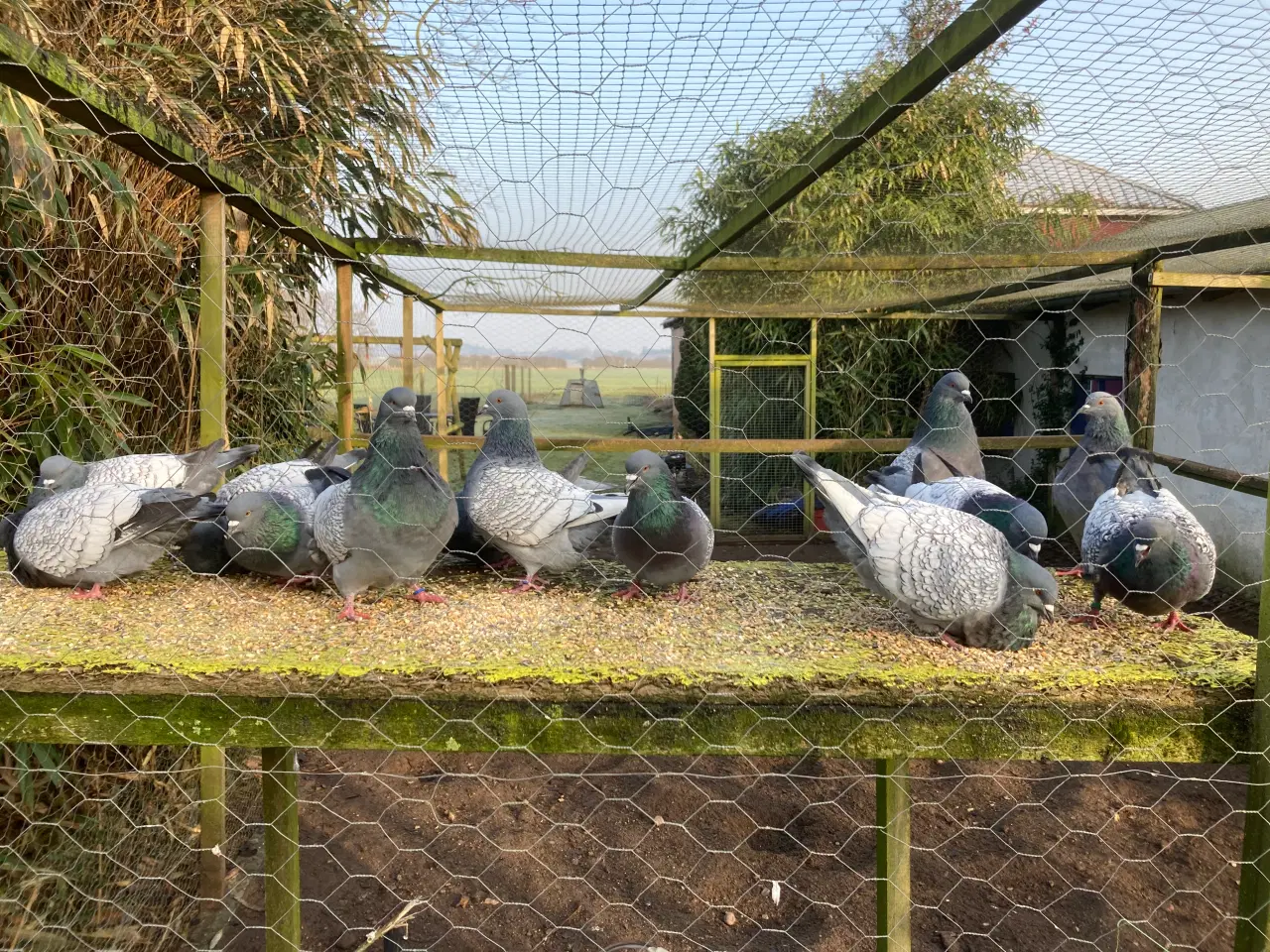 Billede 3 - Chabos dværghøns og luchs duer