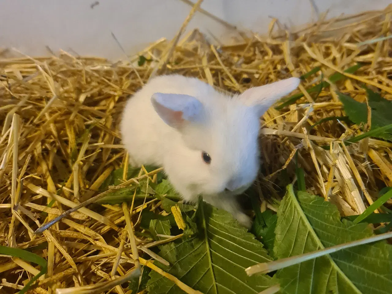 Billede 8 - Mini Lop, kanin unger 