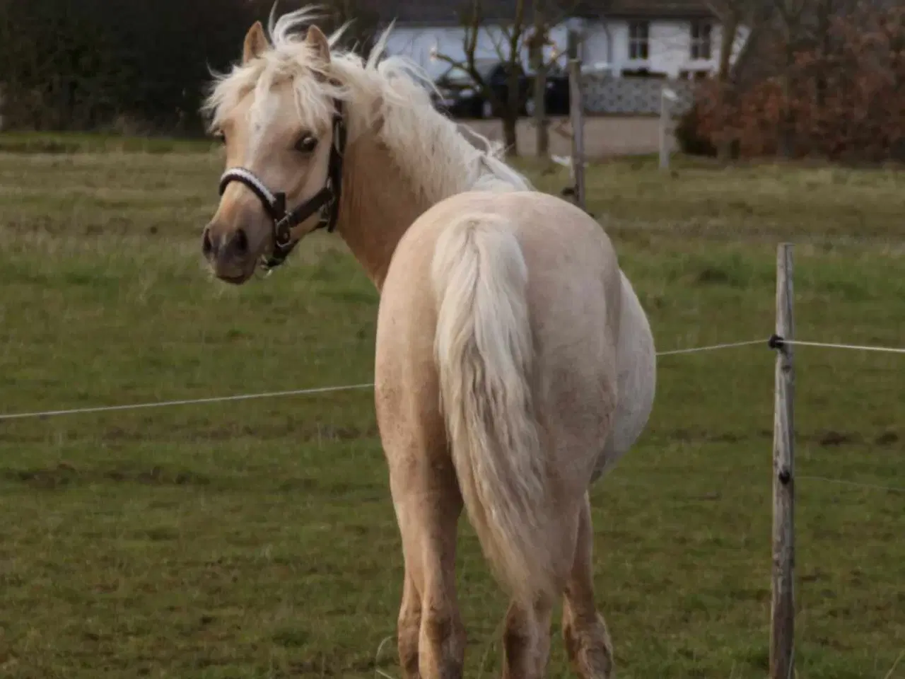 Billede 1 - Smuk Welsh Partbred pony. Født 19.05.23 