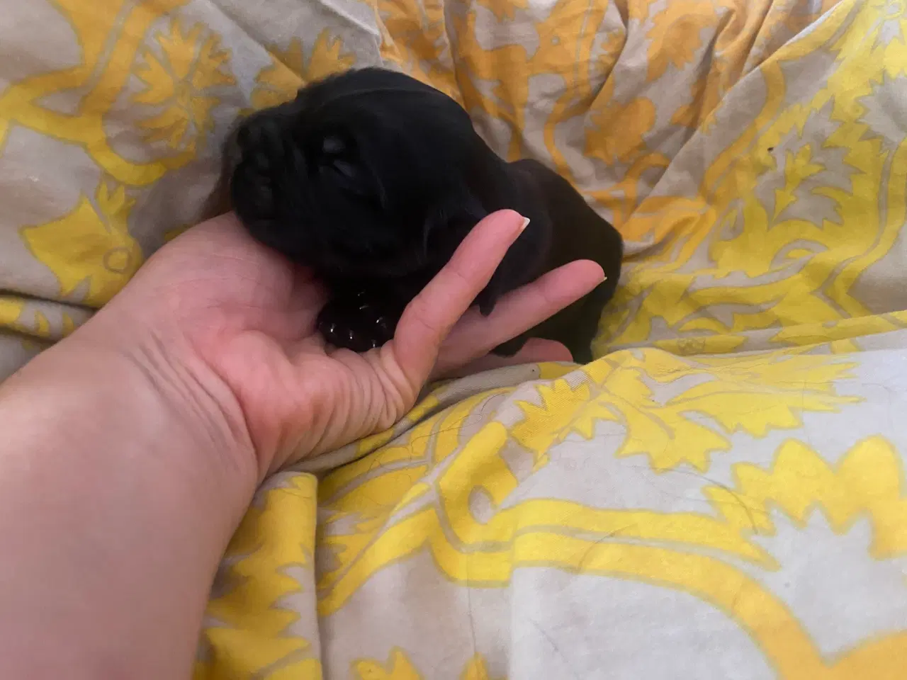 Billede 1 - Eng Cocker spaniels