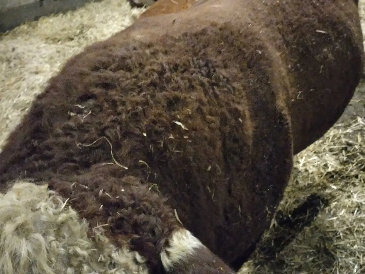 Billede 2 - Hereford Avls Tyr