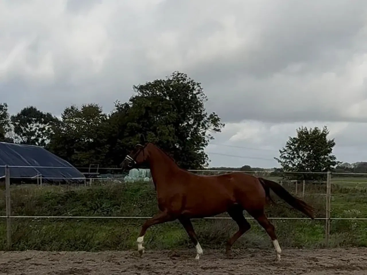 Billede 7 - Smuk DV Hoppe