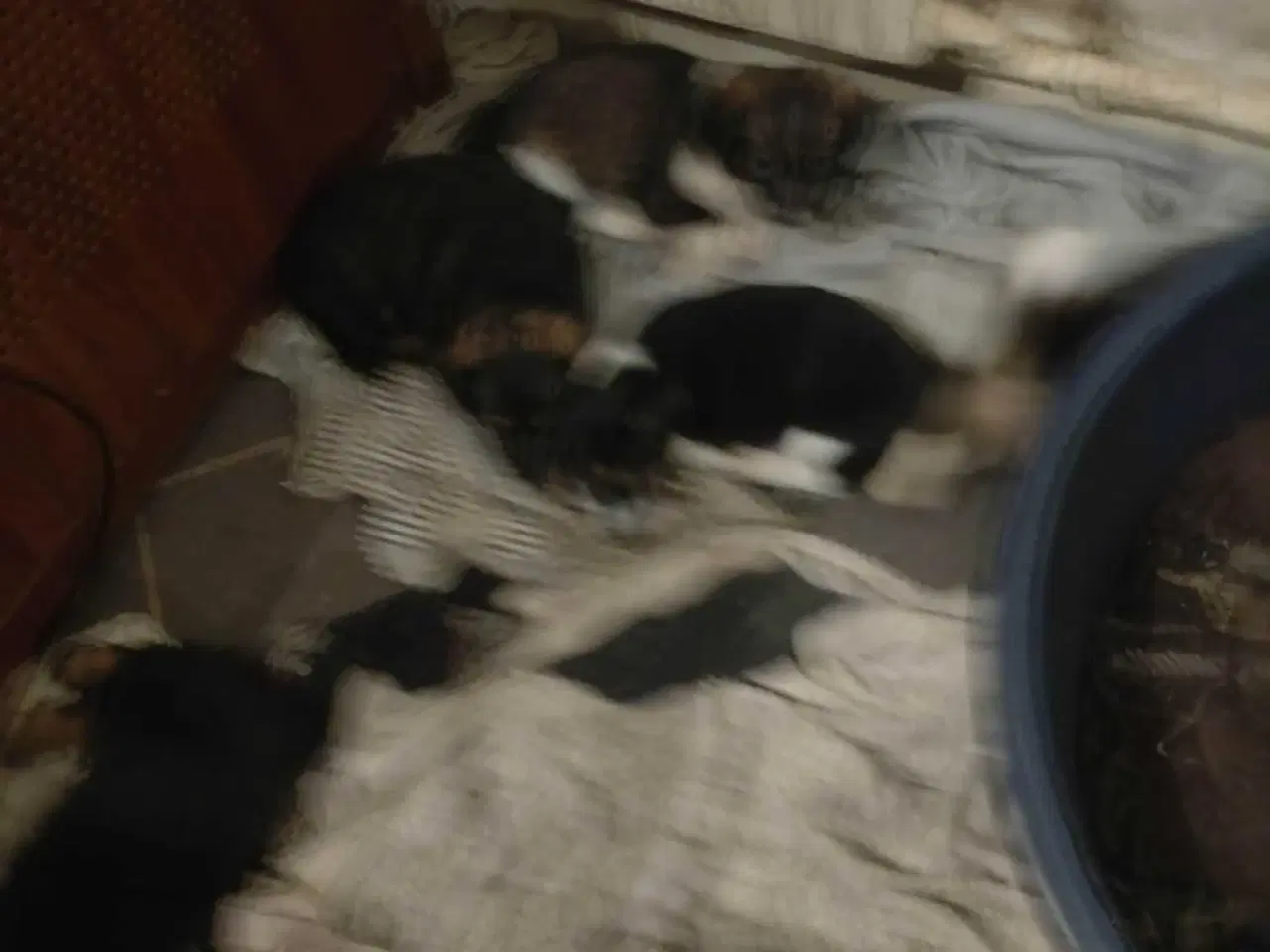 Billede 15 - Jack Russell blanding