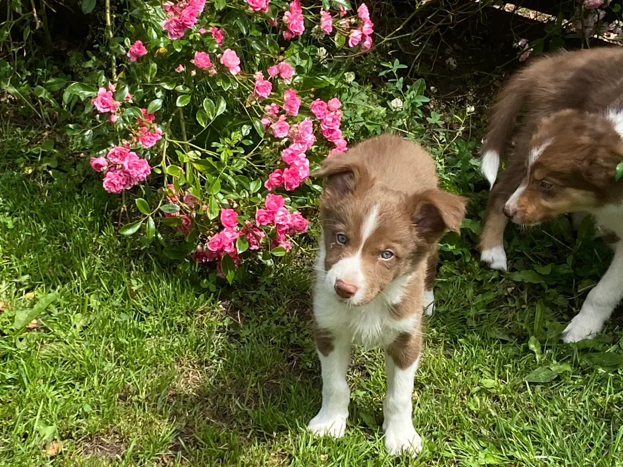 Billede 3 - Border Collie Hvalpe