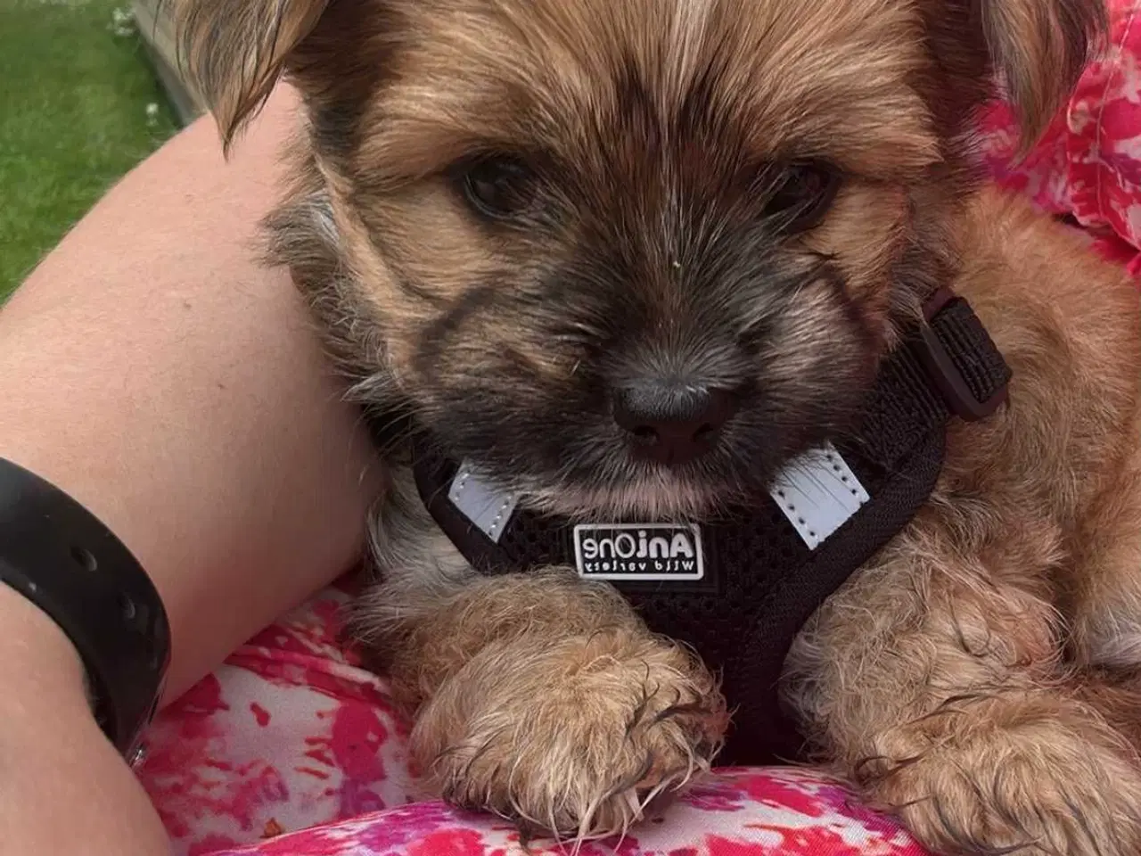 Billede 12 - Yorkshire Terrier/Chihuahua blanding