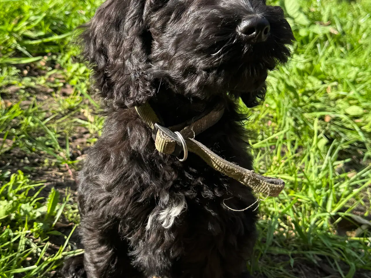 Billede 12 - Cockerdoodle / Cockapoo / Cockerpoo / Doodle hvalp