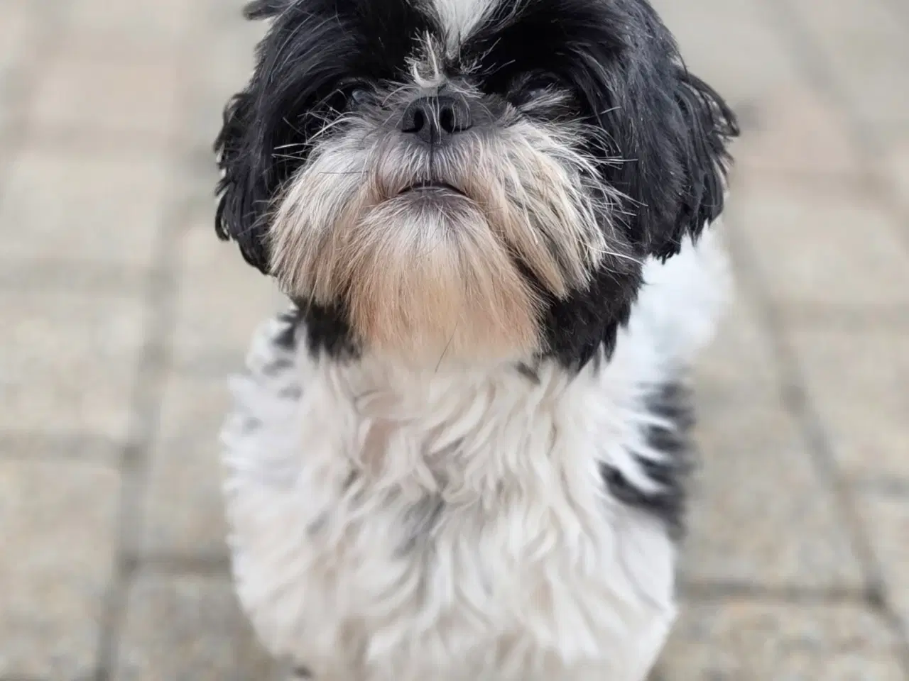 Billede 5 - hunde hvalpe
