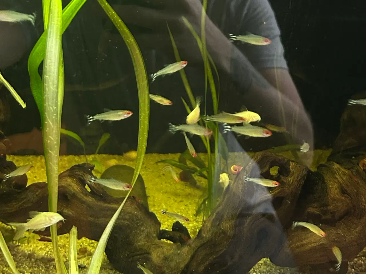 Billede 3 - 🔥🐟 Rødnæsetetra – perfekte stimefisk til akvarie