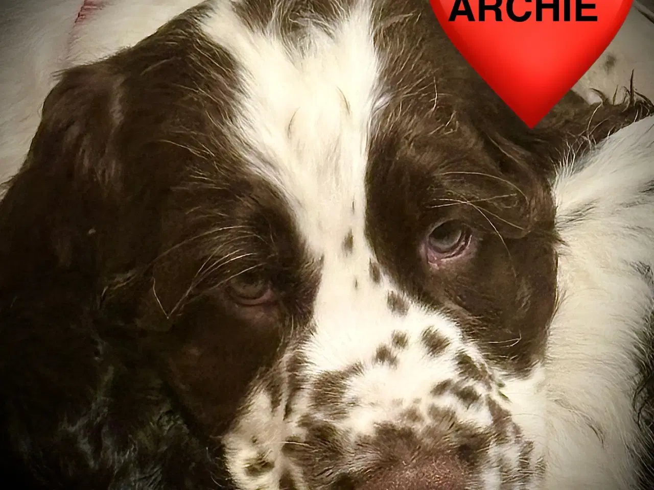 Billede 3 - DKK Stamtavle Standard Engelske Springer Spaniels