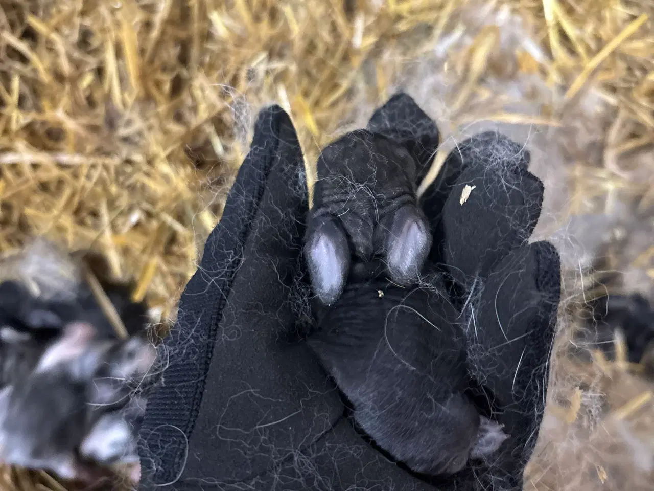 Billede 7 - Kaninunger mix af store racer