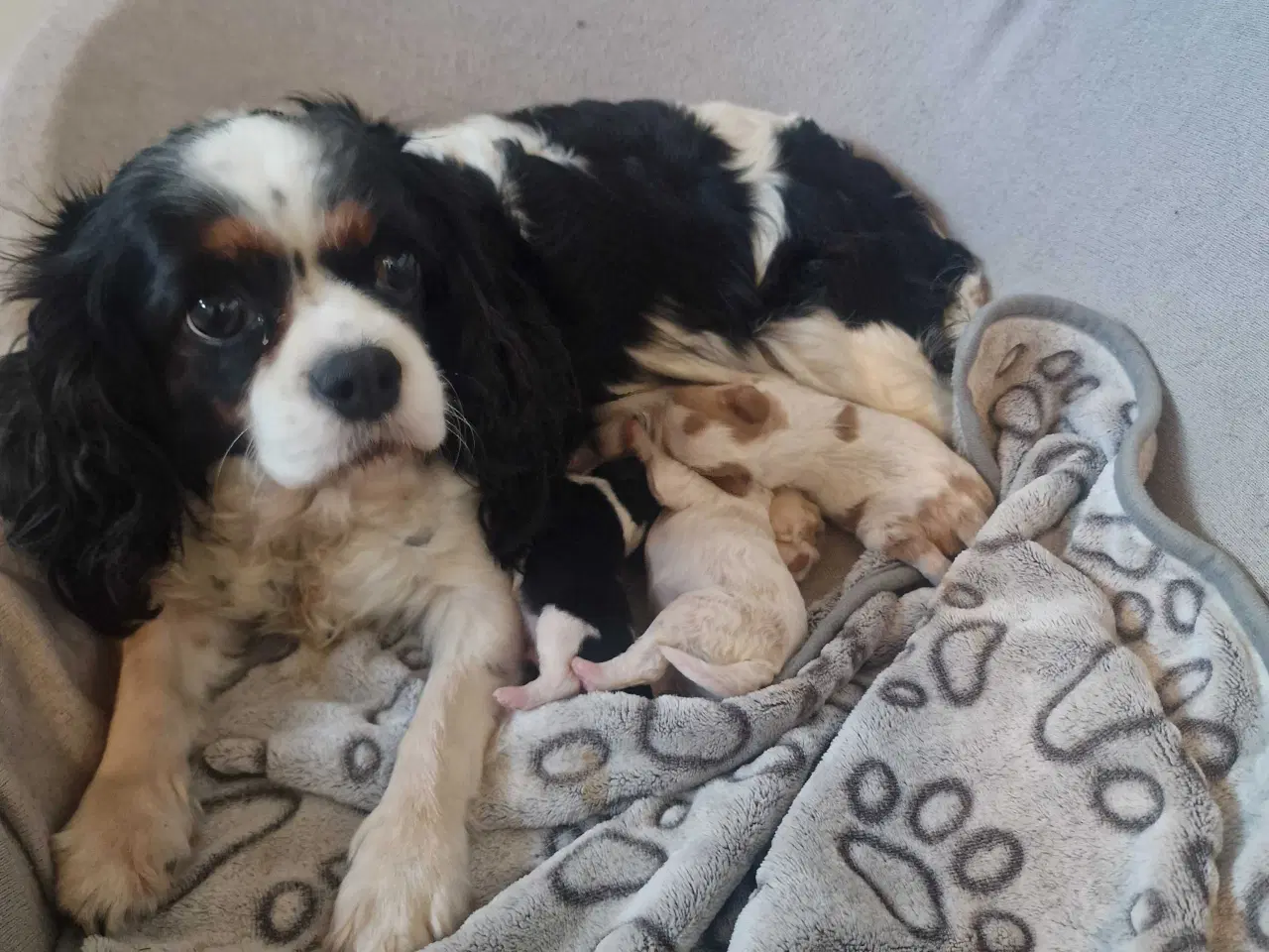 Billede 9 - Cavapoo