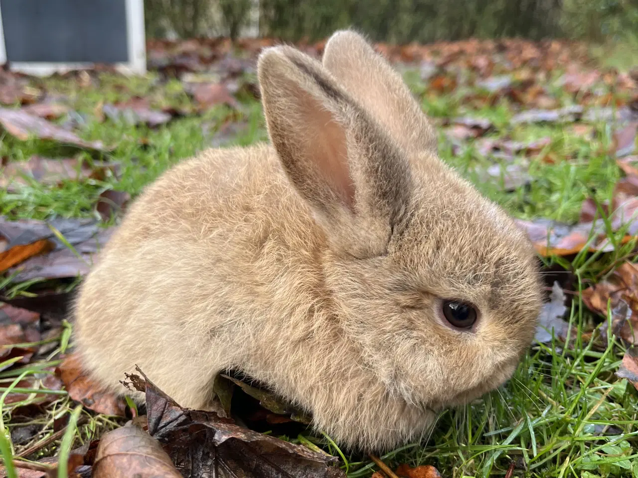Billede 1 - Minilop kaninunge, børnevant og tam