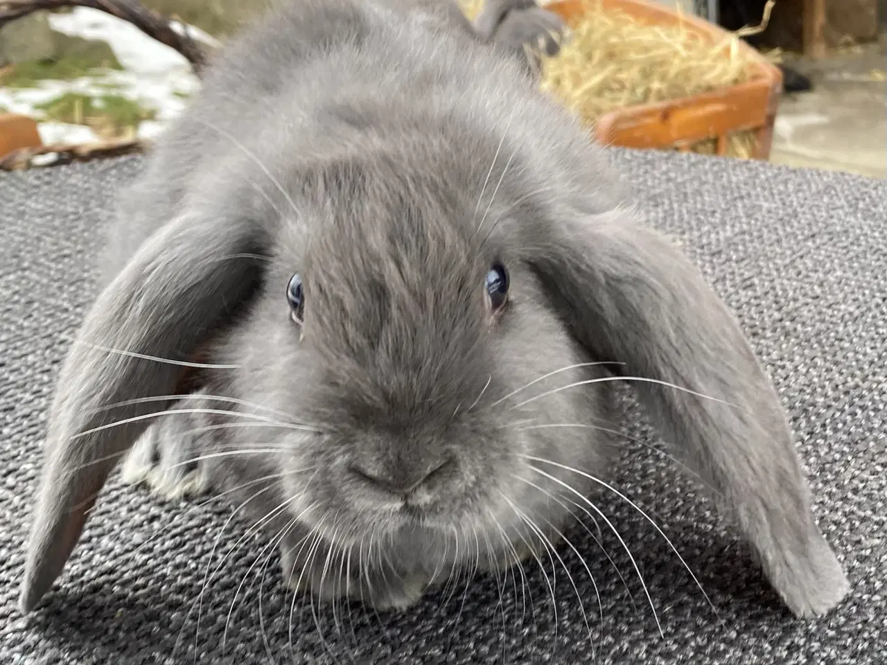 Billede 6 - FRANSK VÆDDER HAN BLÅ