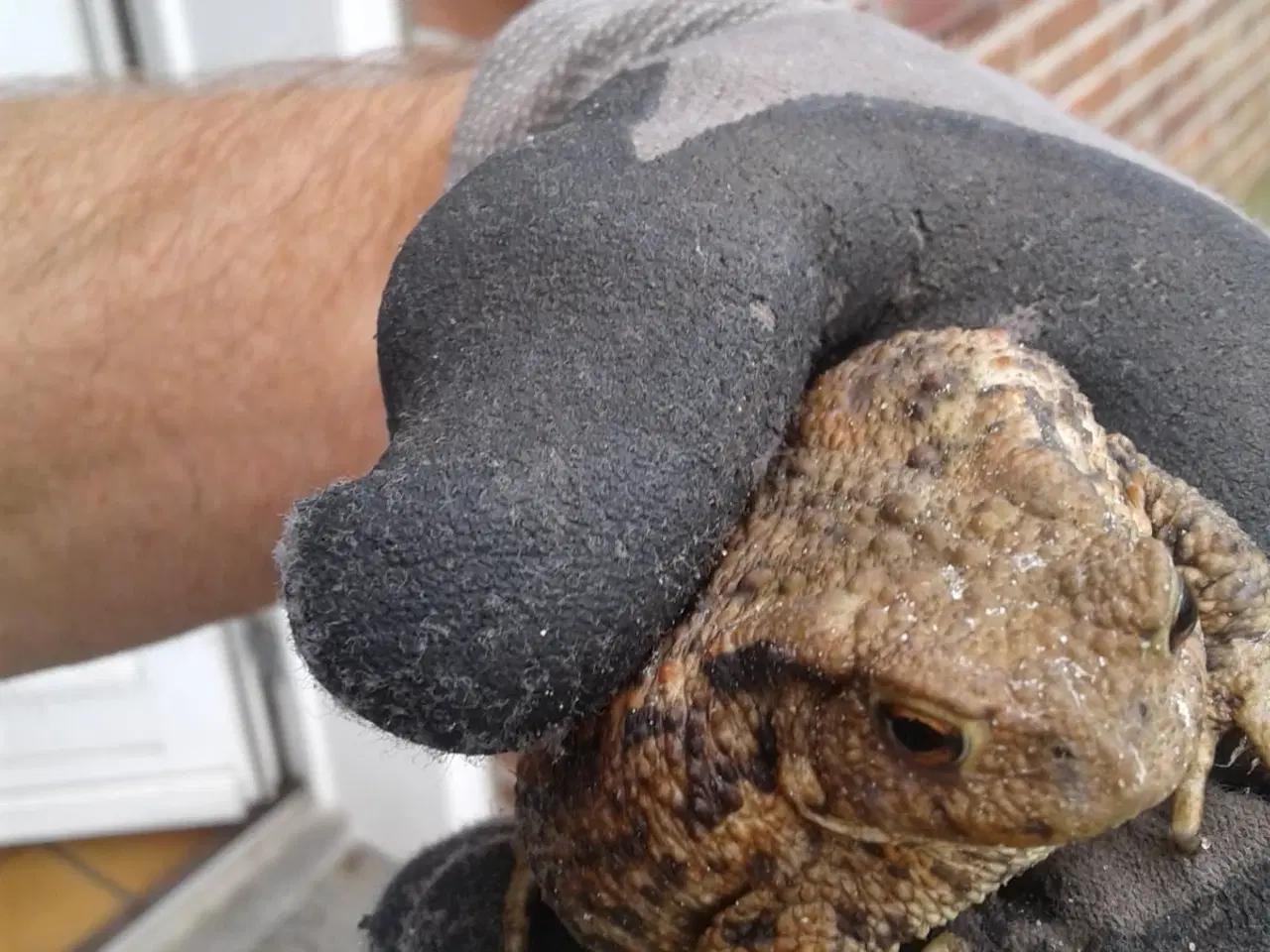 Billede 3 -  Rolige Angus løbetyre til udlejning og bedækning 