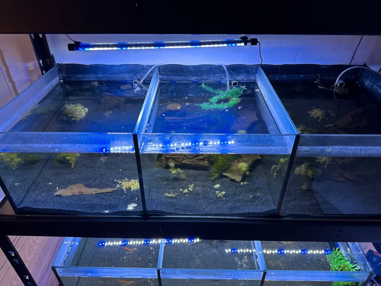 Billede 2 - akvariereol
