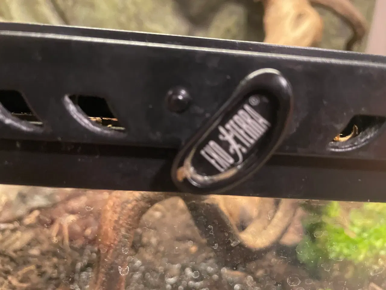 Billede 5 - Honduras mælkesnog + terrariet, lys og lille varme