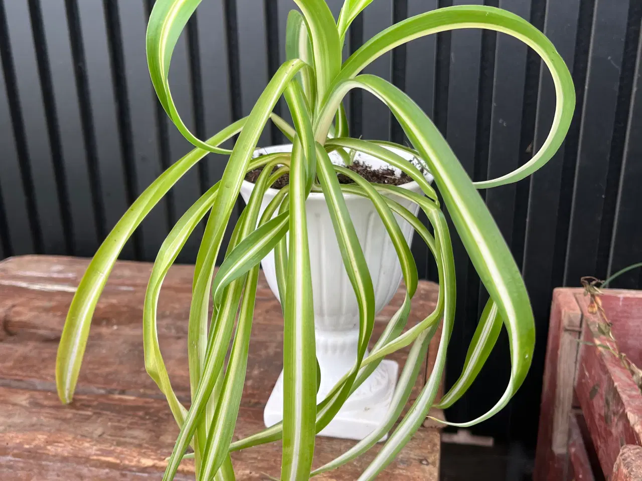 Billede 2 - Hvid opsats med plante