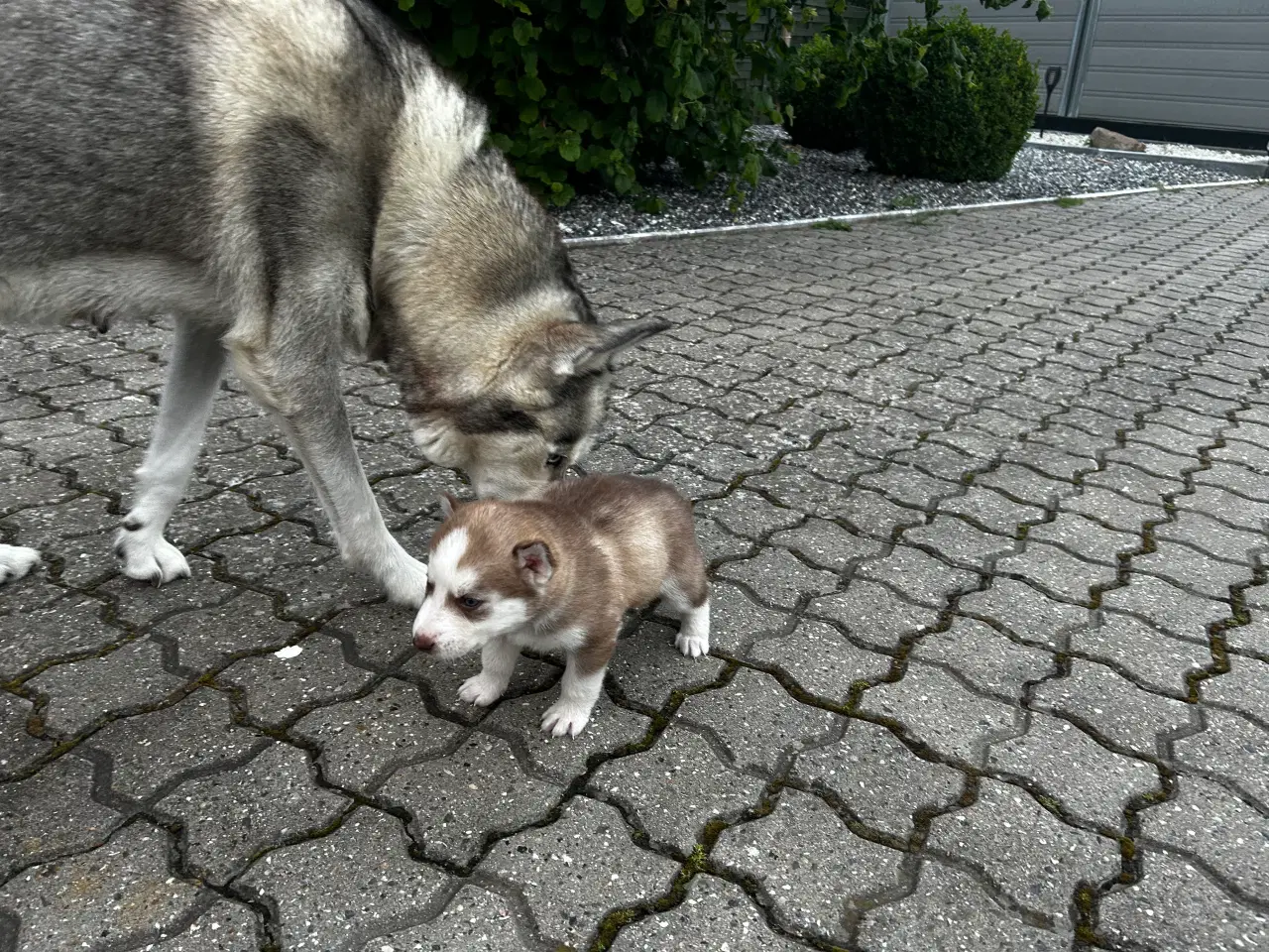 Billede 6 - Ægte husky hvalpe