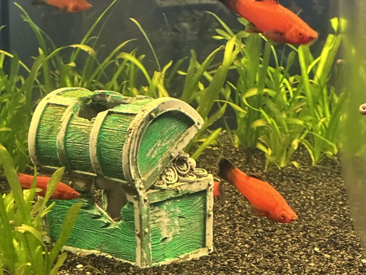 Billede 3 - Sværedraver